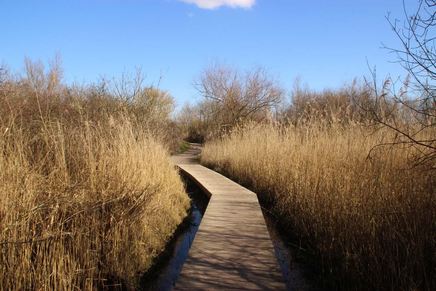 Bird Observatory Tij